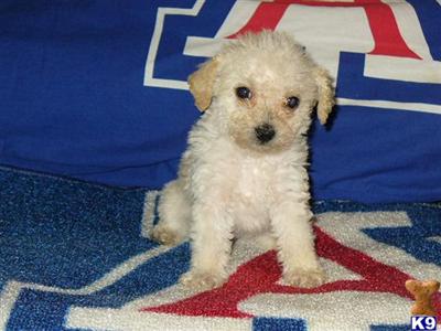 Puppies in AZ